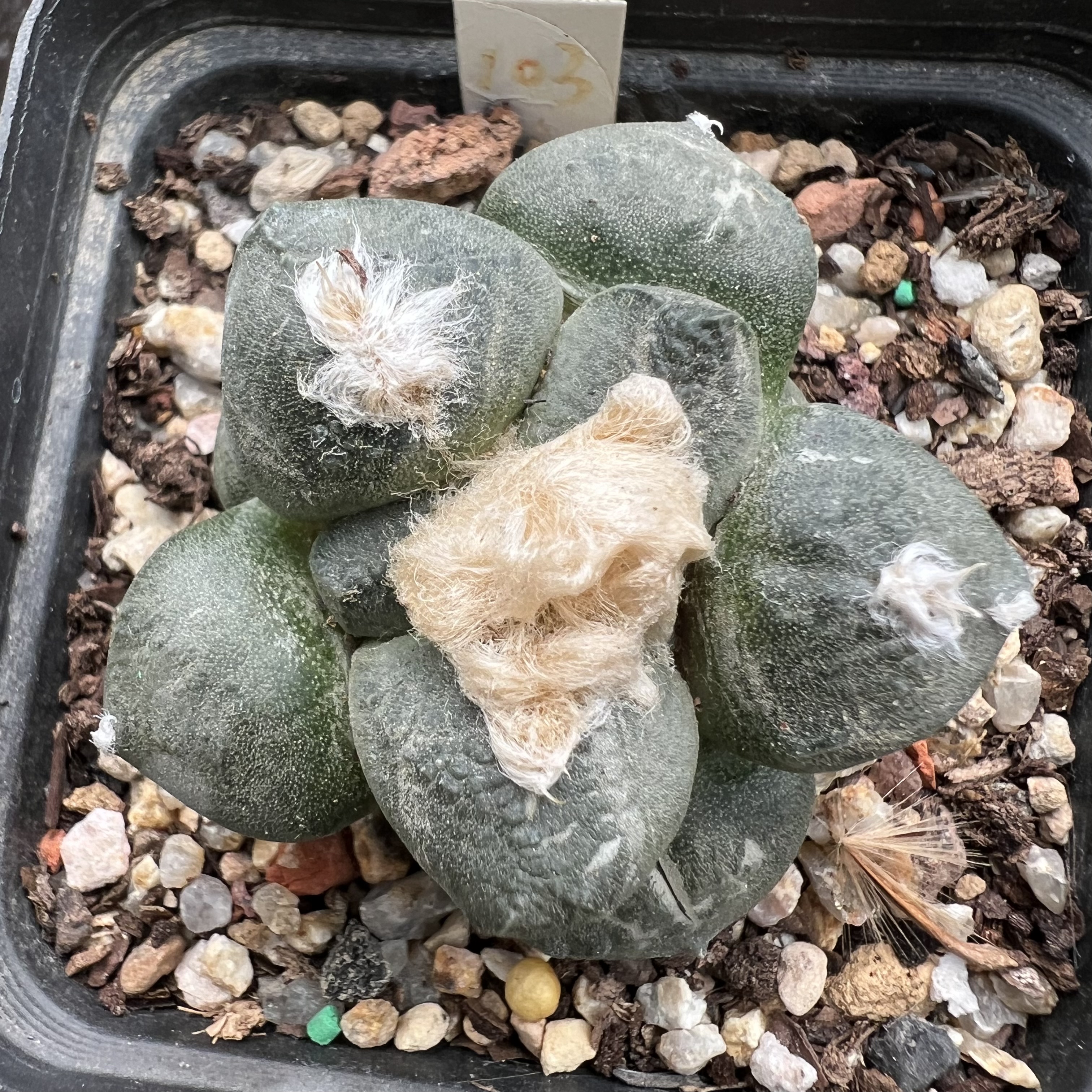 多毛连山牡丹自根仙人球块根多肉植物绿植盆栽花卉龙舌兰卧牛