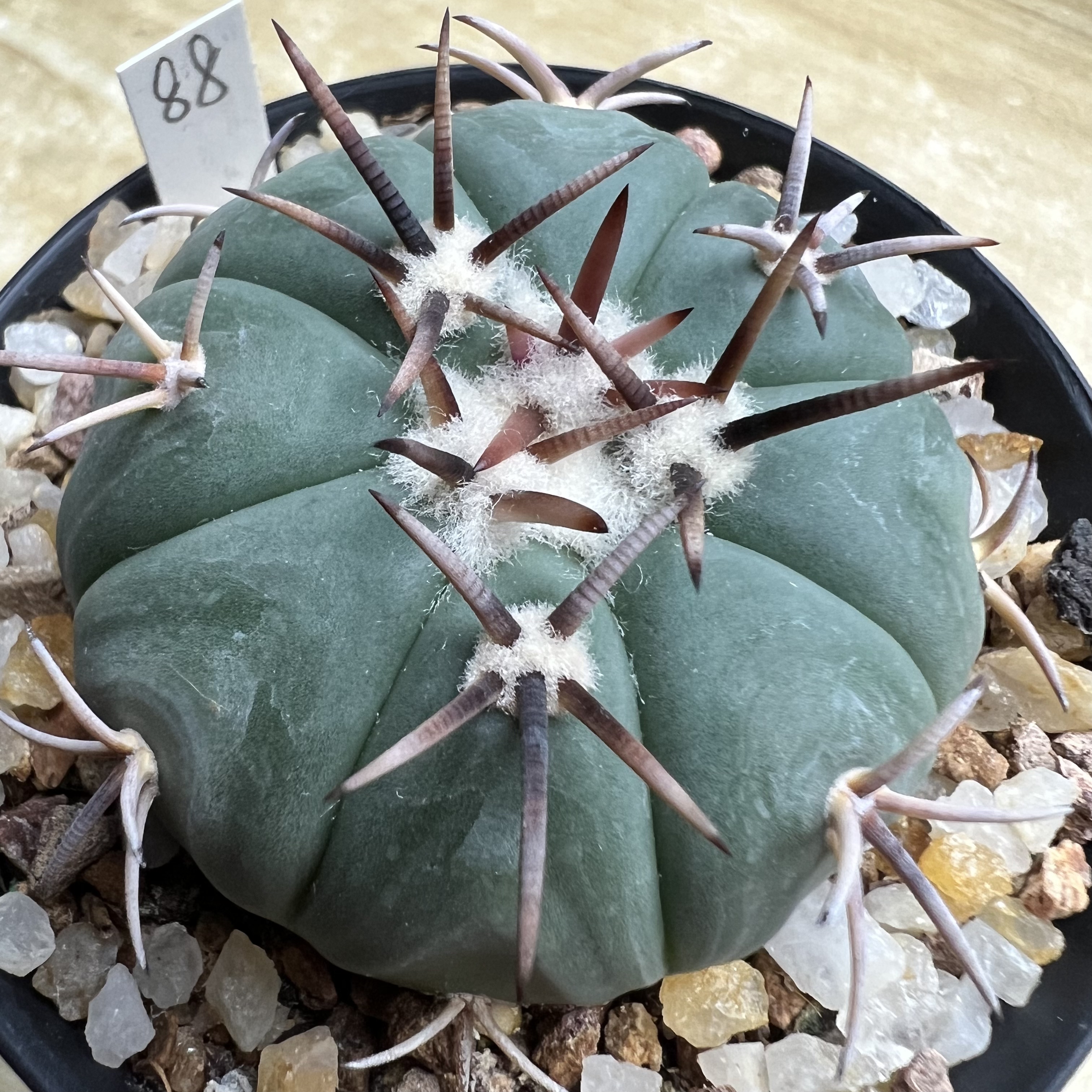 翠平丸实生防辐射仙人球块根多肉植物绿植盆栽花卉