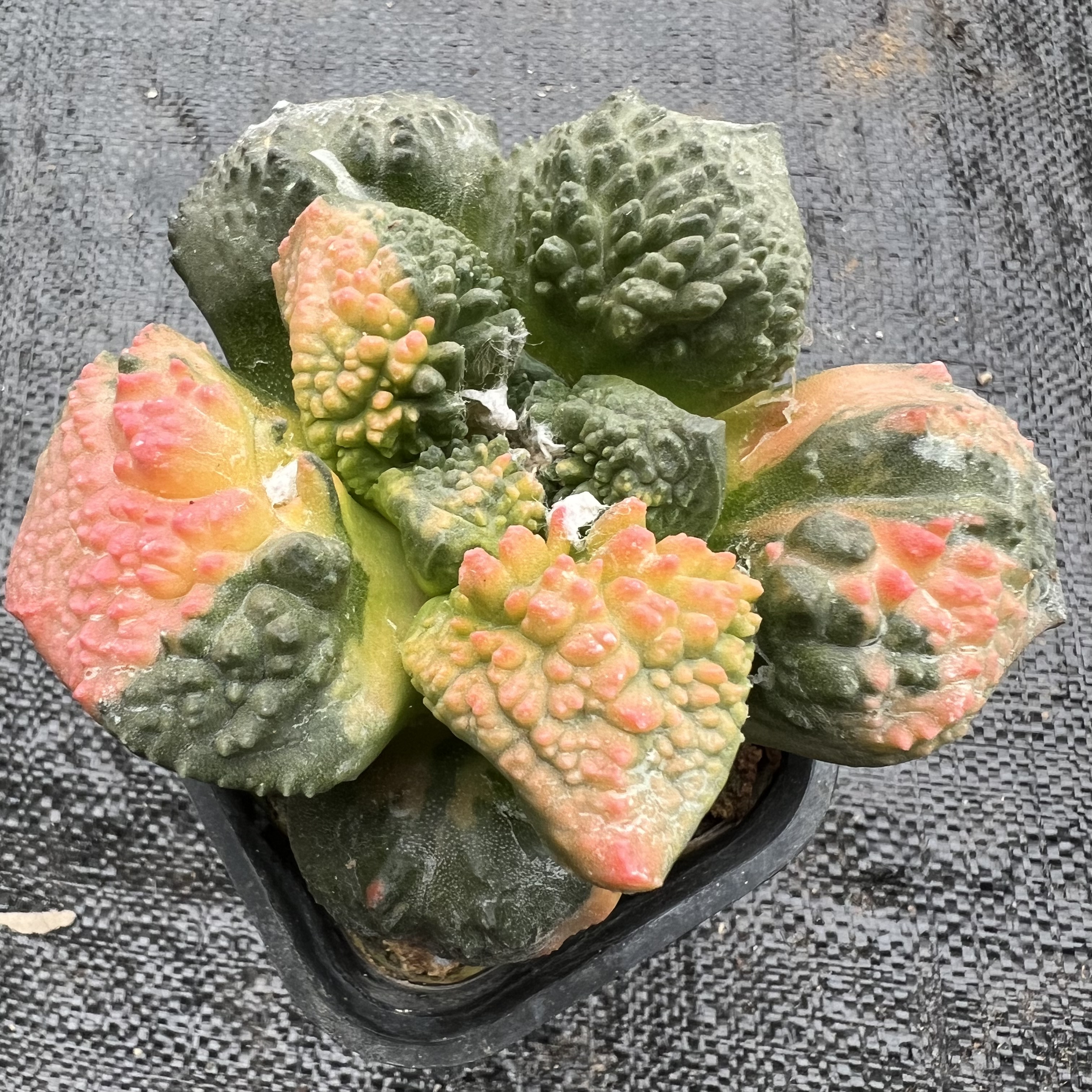 菜花牡丹锦草球嫁接防辐射仙人球块根多肉植物绿植盆栽花卉龙舌兰