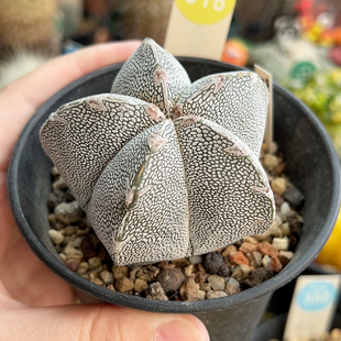 3实生带V恩冢6.3cm