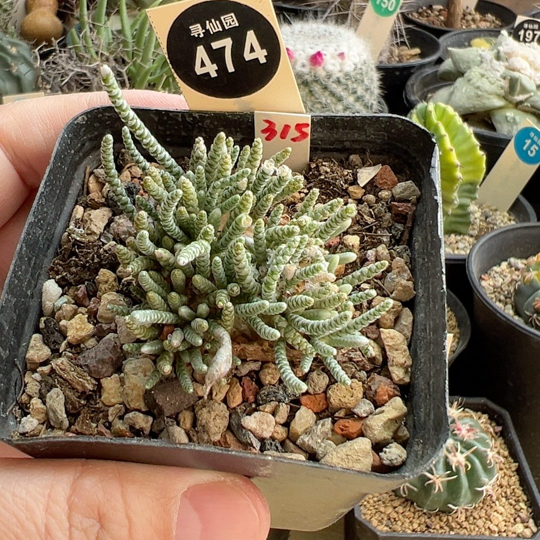 22红花韧锦3.6cm,鲜花速递/花卉仿真/绿植园艺,多肉植物,淘宝优惠券,粉丝福利购,淘宝优惠卷