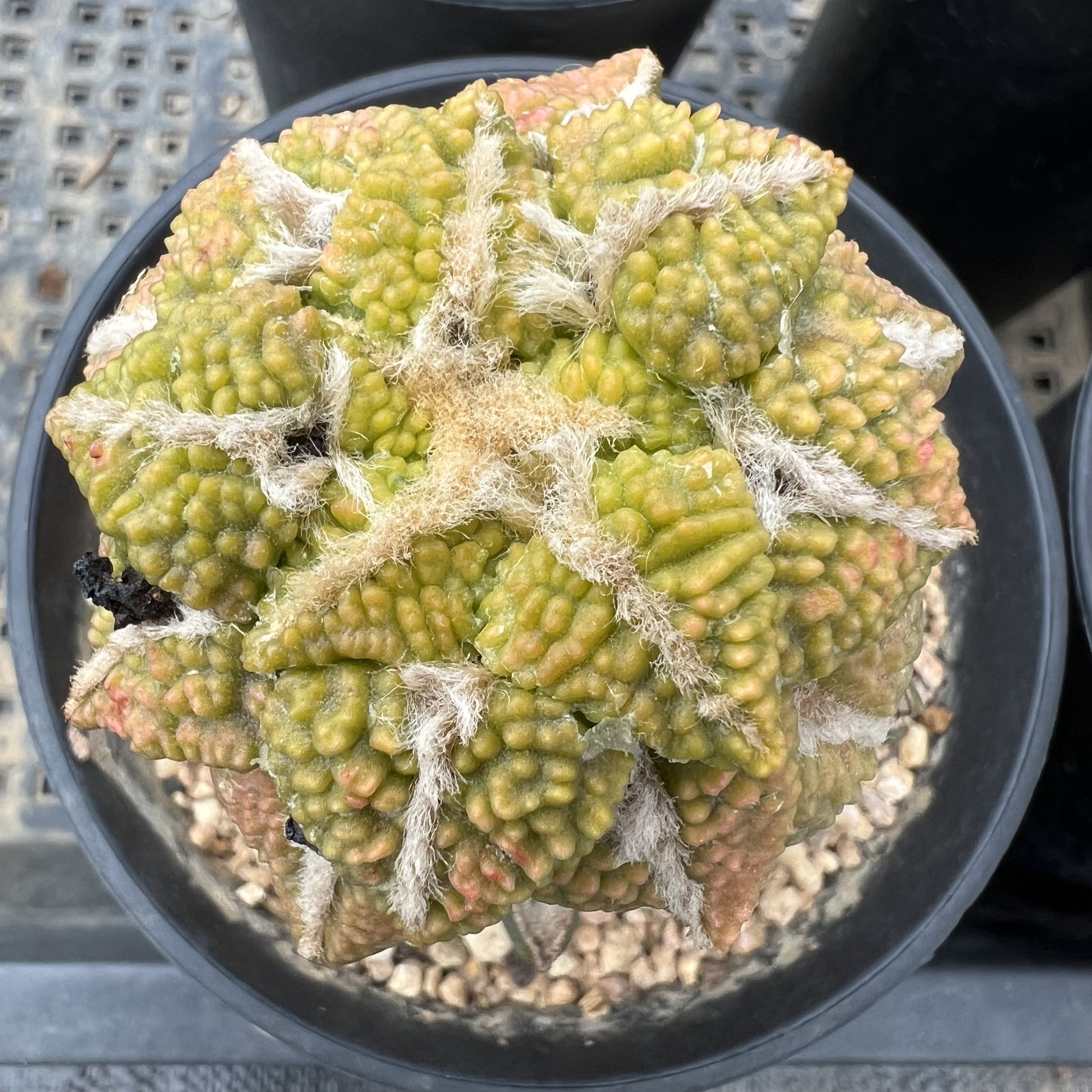 哥斯拉大疣黑牡丹锦草球嫁接防辐射仙人球块根多肉植物绿植盆栽