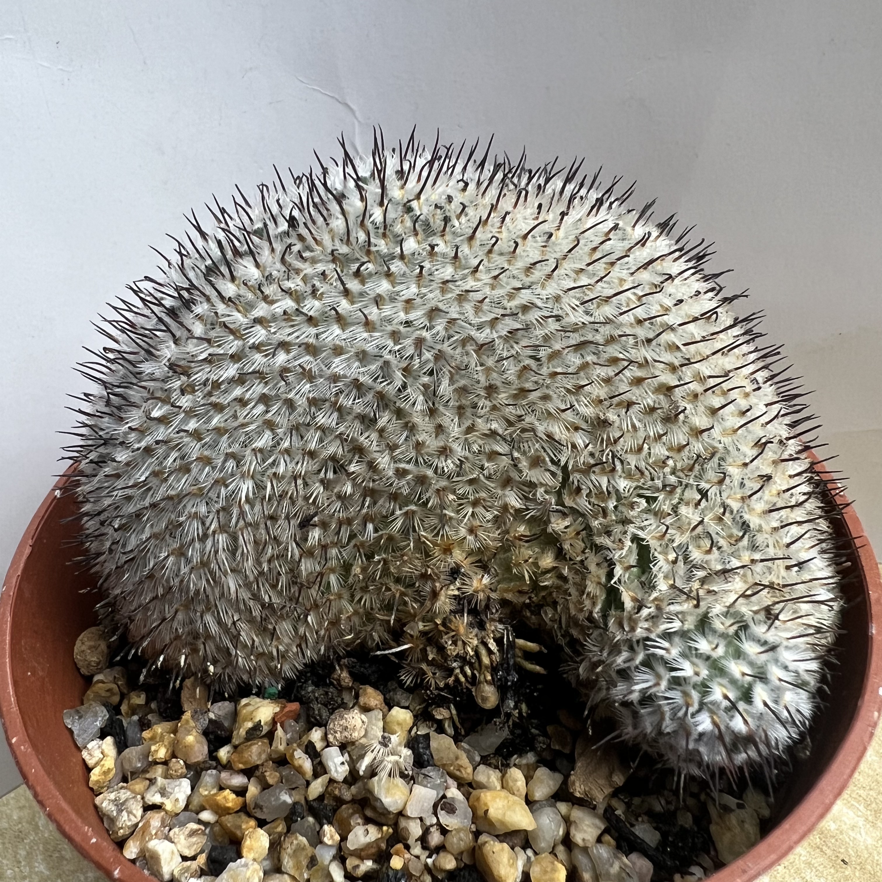 直刺佩雷缀化自根防辐射仙人球块根多肉植物绿植盆栽花卉龙舌兰