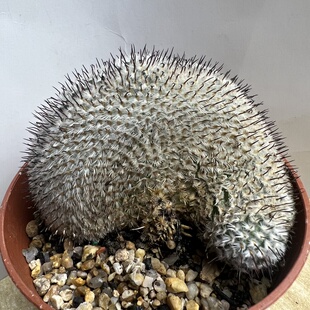 直刺佩雷缀化自根防辐射仙人球块根多肉植物绿植盆栽花卉龙舌兰