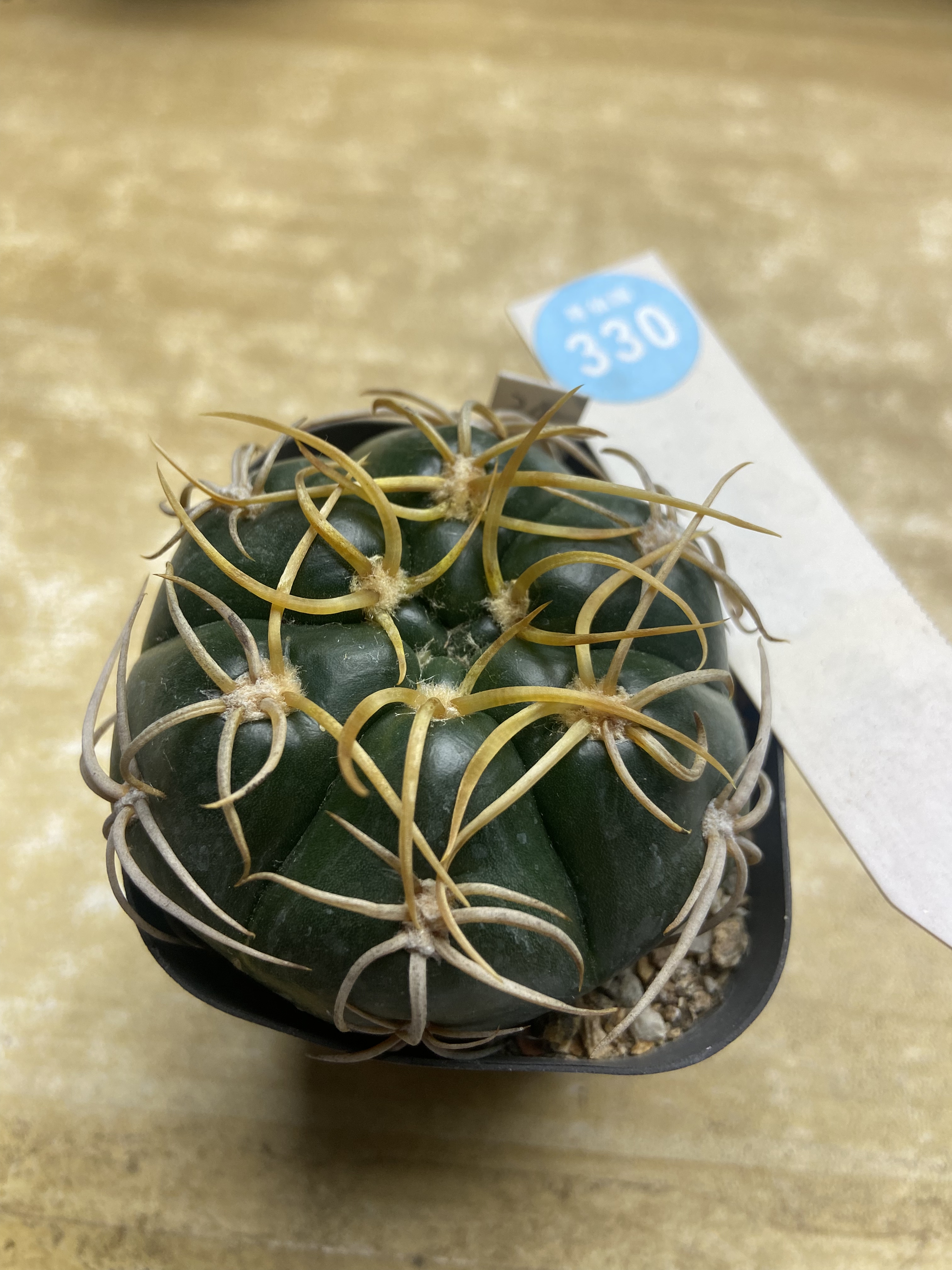 30实生卷刺冢原海王5.9cm