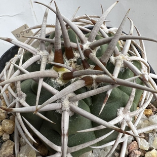 选拔粗豪刺碧岩玉实生防辐射仙人球块根多肉植物绿植盆栽花卉