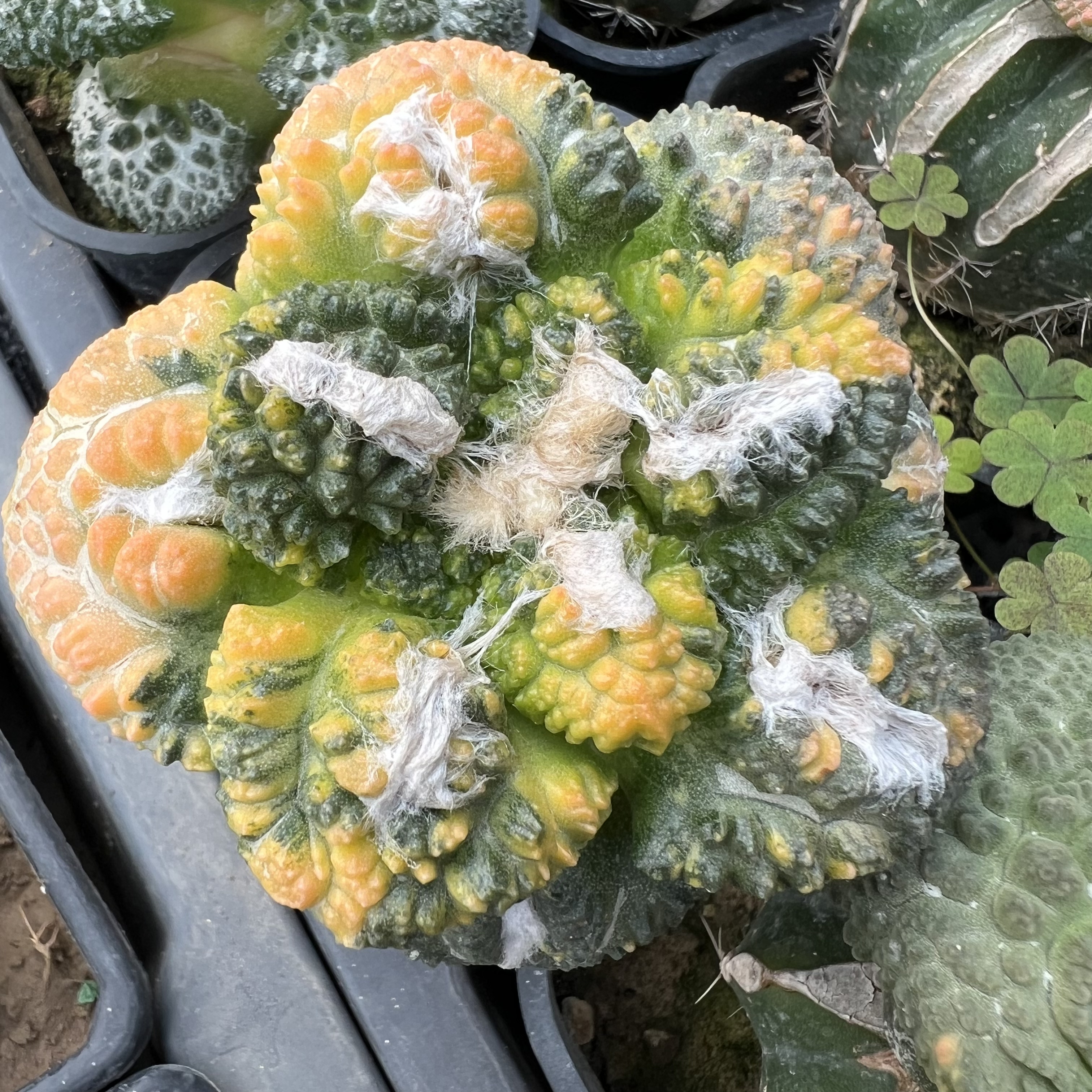 志贺龟甲牡丹散斑锦草球嫁接防辐射仙人球块根多肉植物绿植盆栽