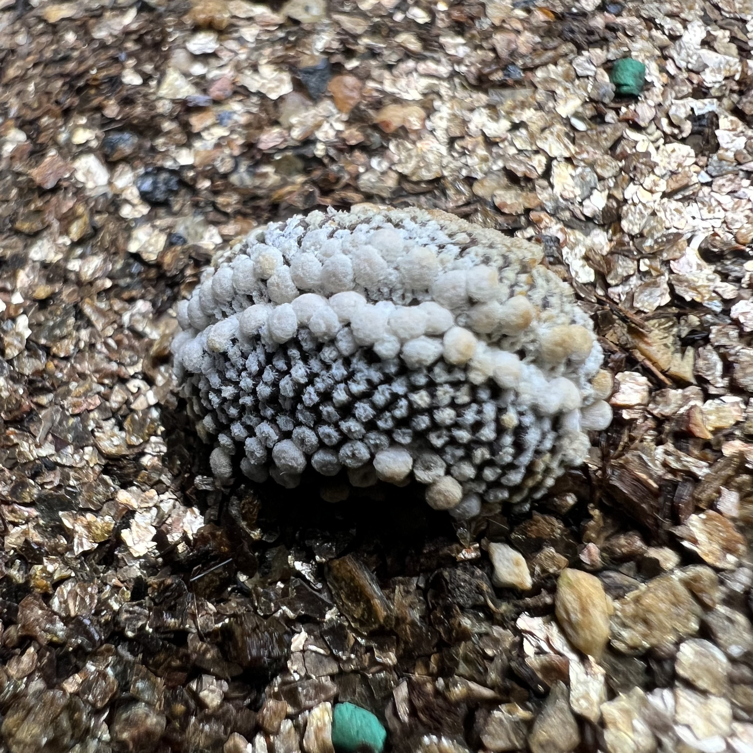 松针牡丹缀化自根防辐射仙人球块根多肉植物绿植盆栽花卉龙舌兰