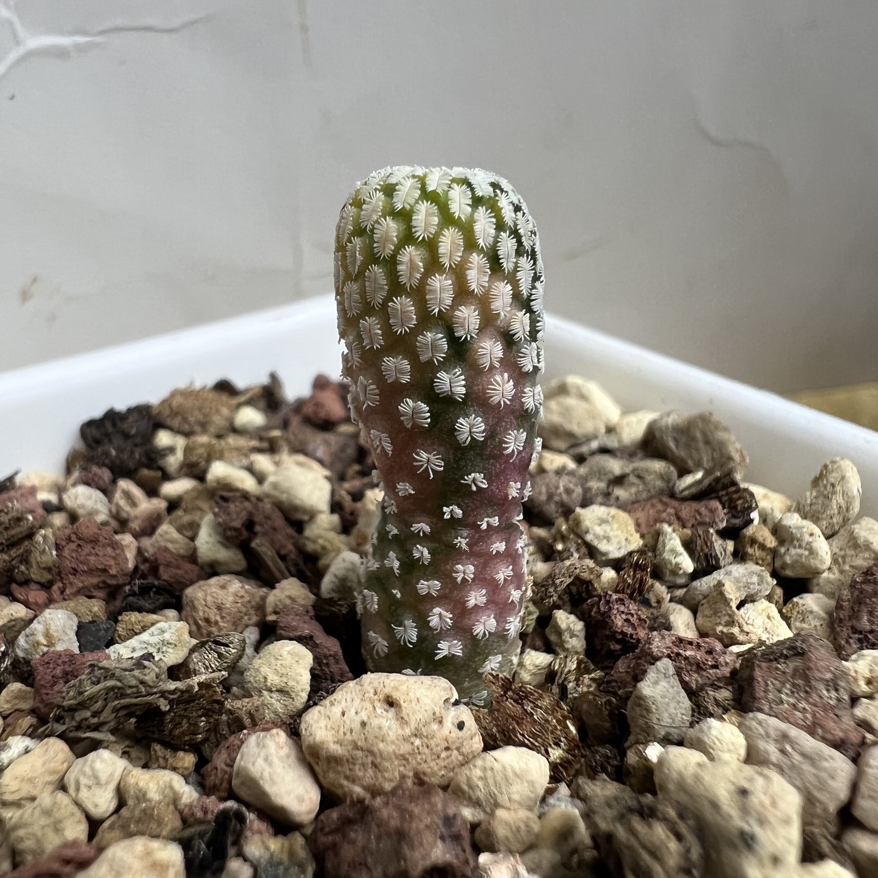 精巧殿锦实生仙人球块根多肉植物室内外绿植盆栽龙舌兰卧牛