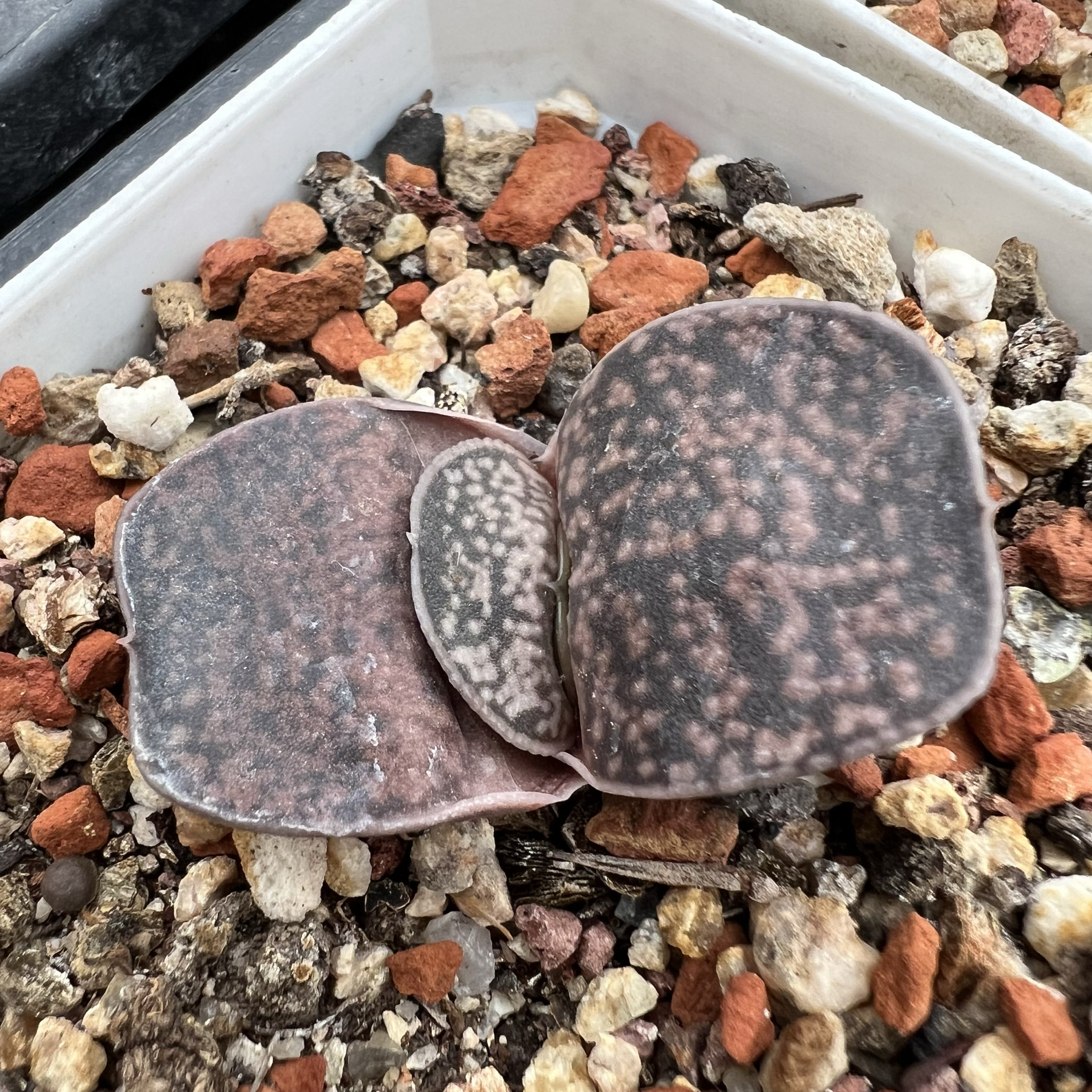 霸王恐龙卧牛鲨鱼掌实生仙人球块根多肉植物绿植盆栽龙舌兰花卉
