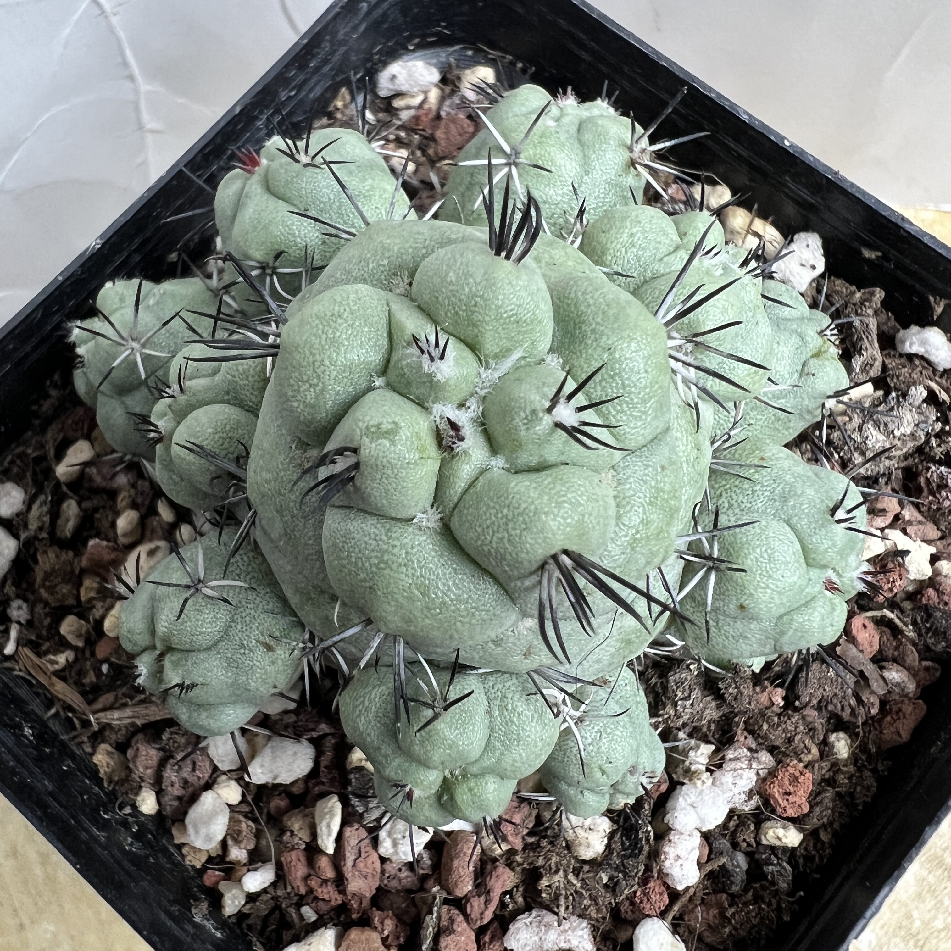 大疣帝王丸群自根仙人球块根多肉植物绿植盆栽花卉龙舌兰