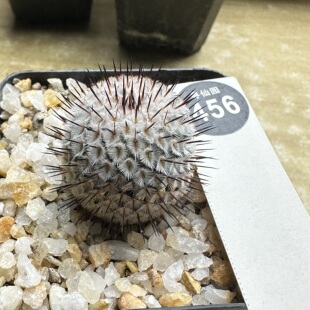 8实生密刺直刺佩雷3cm