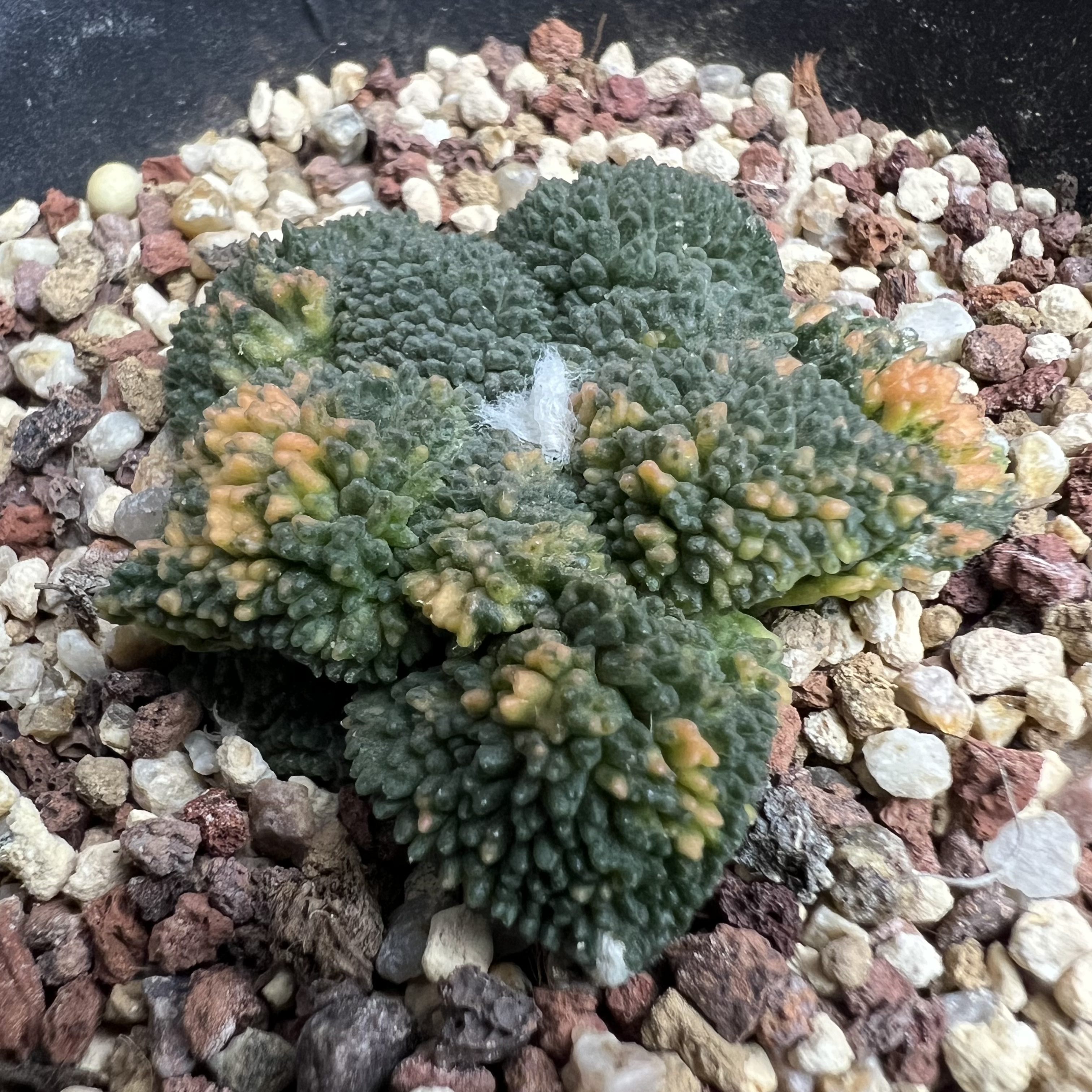 丸疣哥斯拉牡丹锦自根防辐射仙人球块根多肉植物绿植盆栽花卉