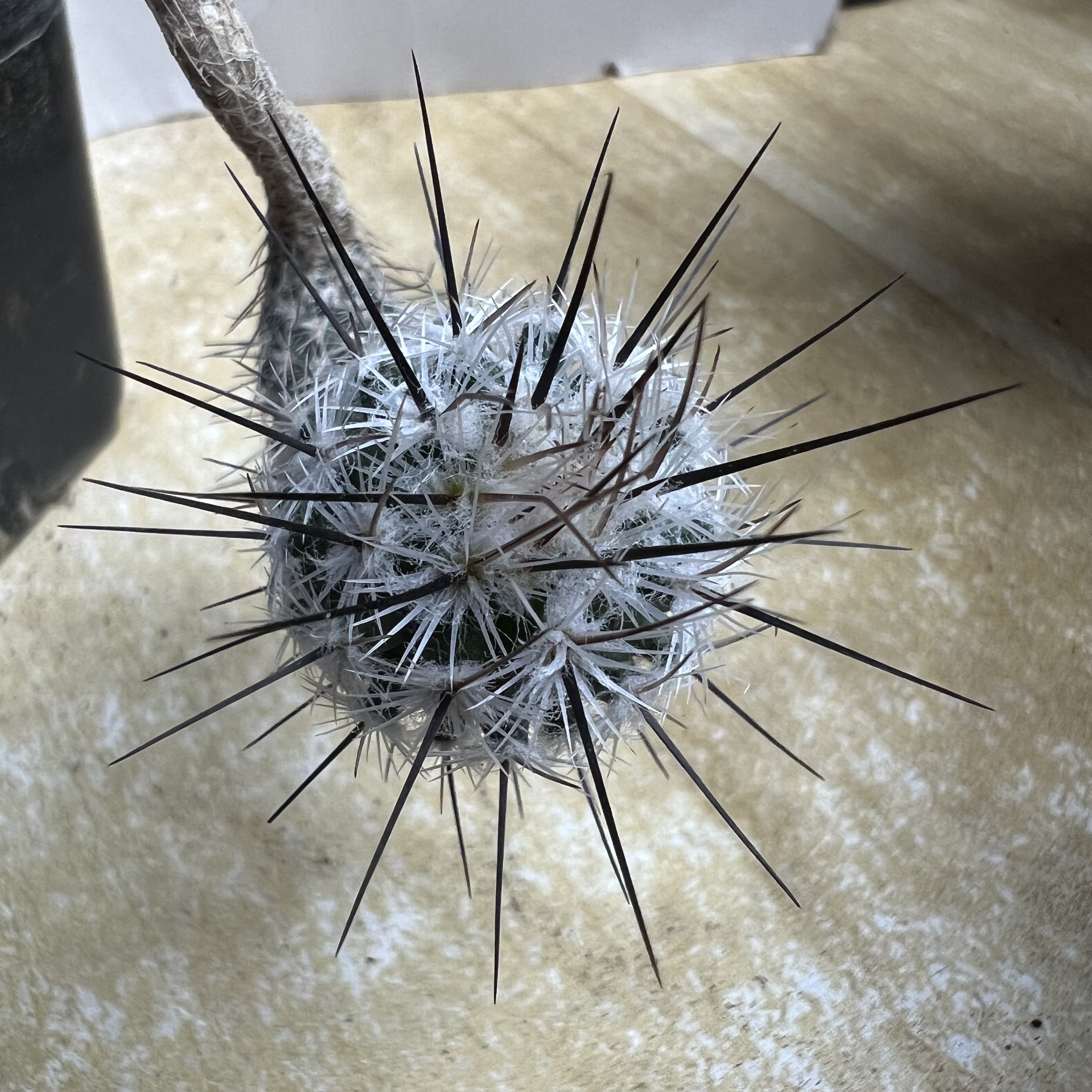 悬桩老武辉丸实生防辐射仙人球块根多肉植物绿植盆栽