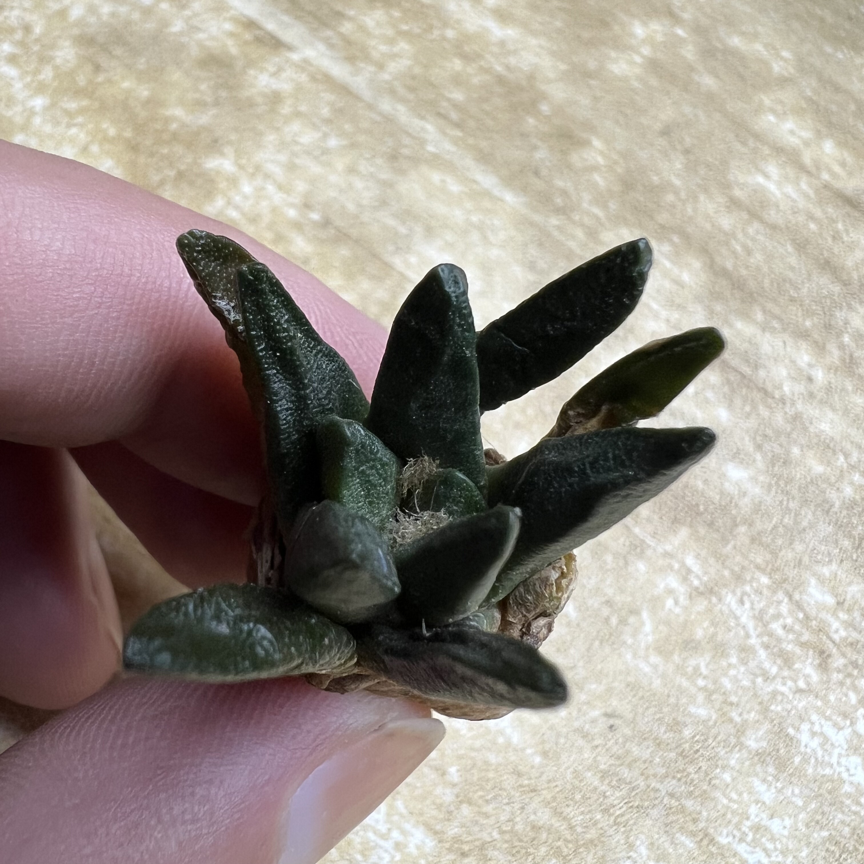 龙角牡丹实生仙人球块根多肉植物绿植盆栽花卉龙舌兰