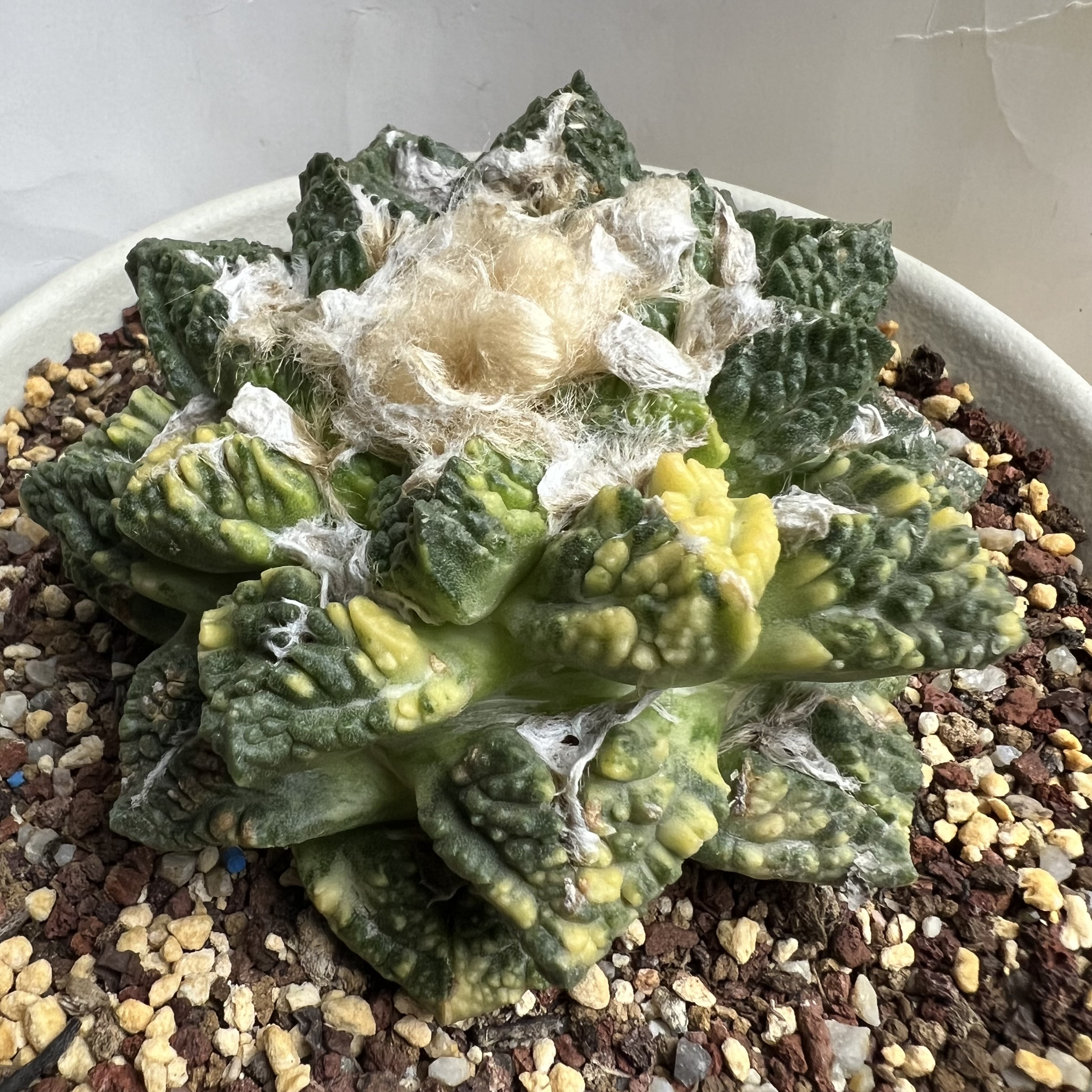 连山龟甲牡丹锦自根可提盆防辐射仙人球块根多肉植物绿植盆栽花卉