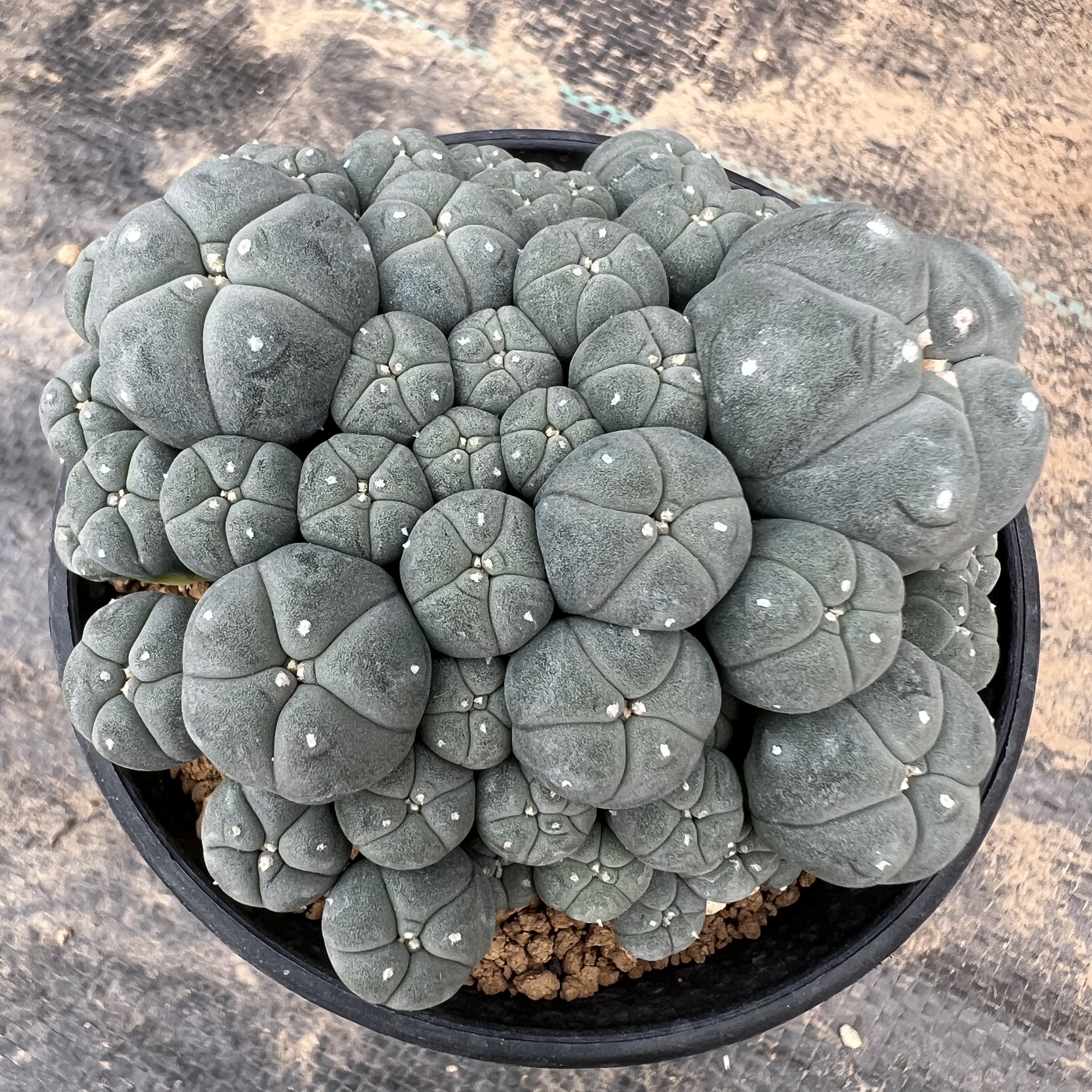 乔丹海鲜五群实生仙人球块根多肉植物绿植盆栽花卉龙舌兰