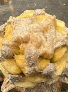 连山牡丹锦嫁接防辐射仙人球块根多肉植物绿植盆栽花卉龙舌兰
