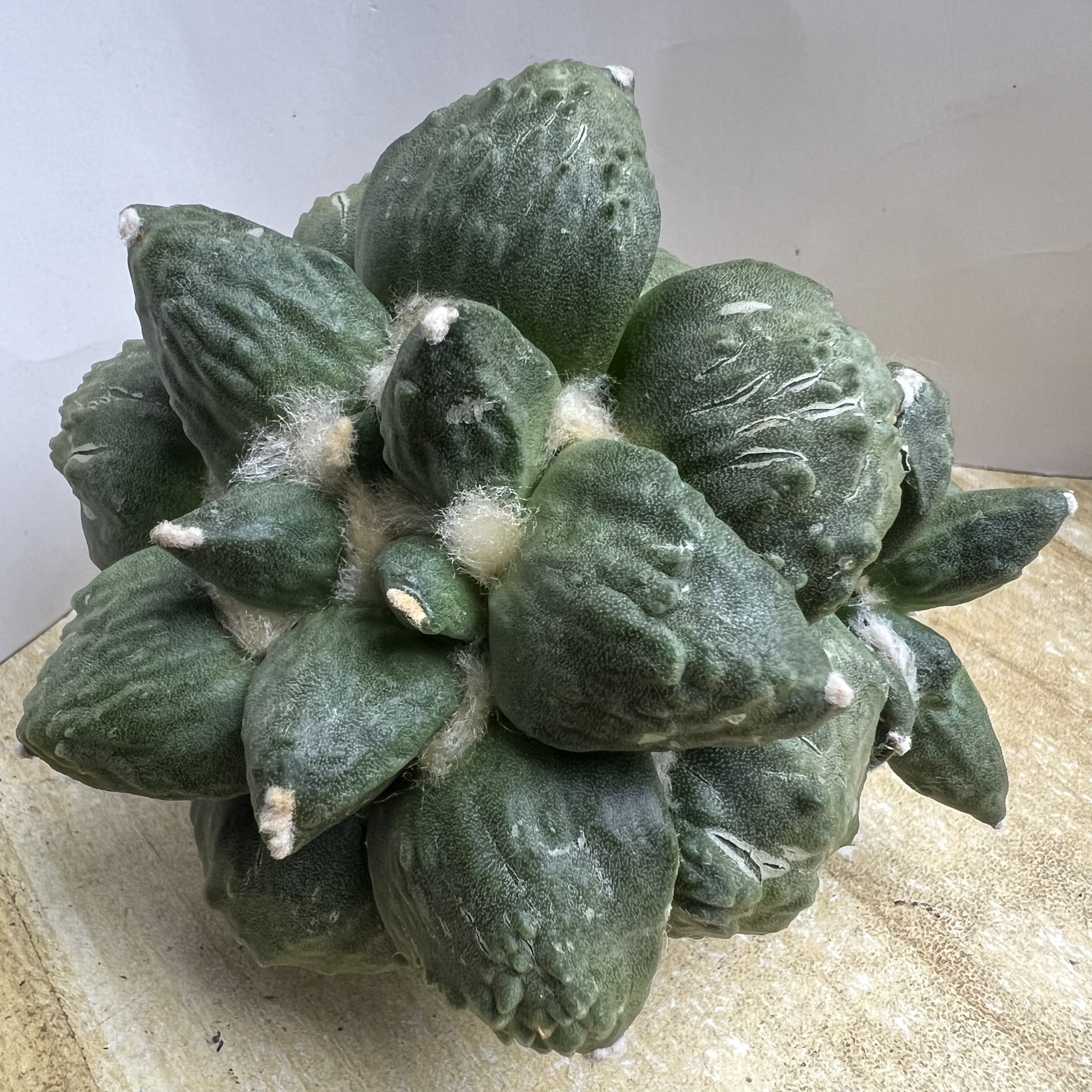 萝卜根怒涛牡丹仙人球块根多肉植物绿植盆栽花卉龙舌兰卧牛