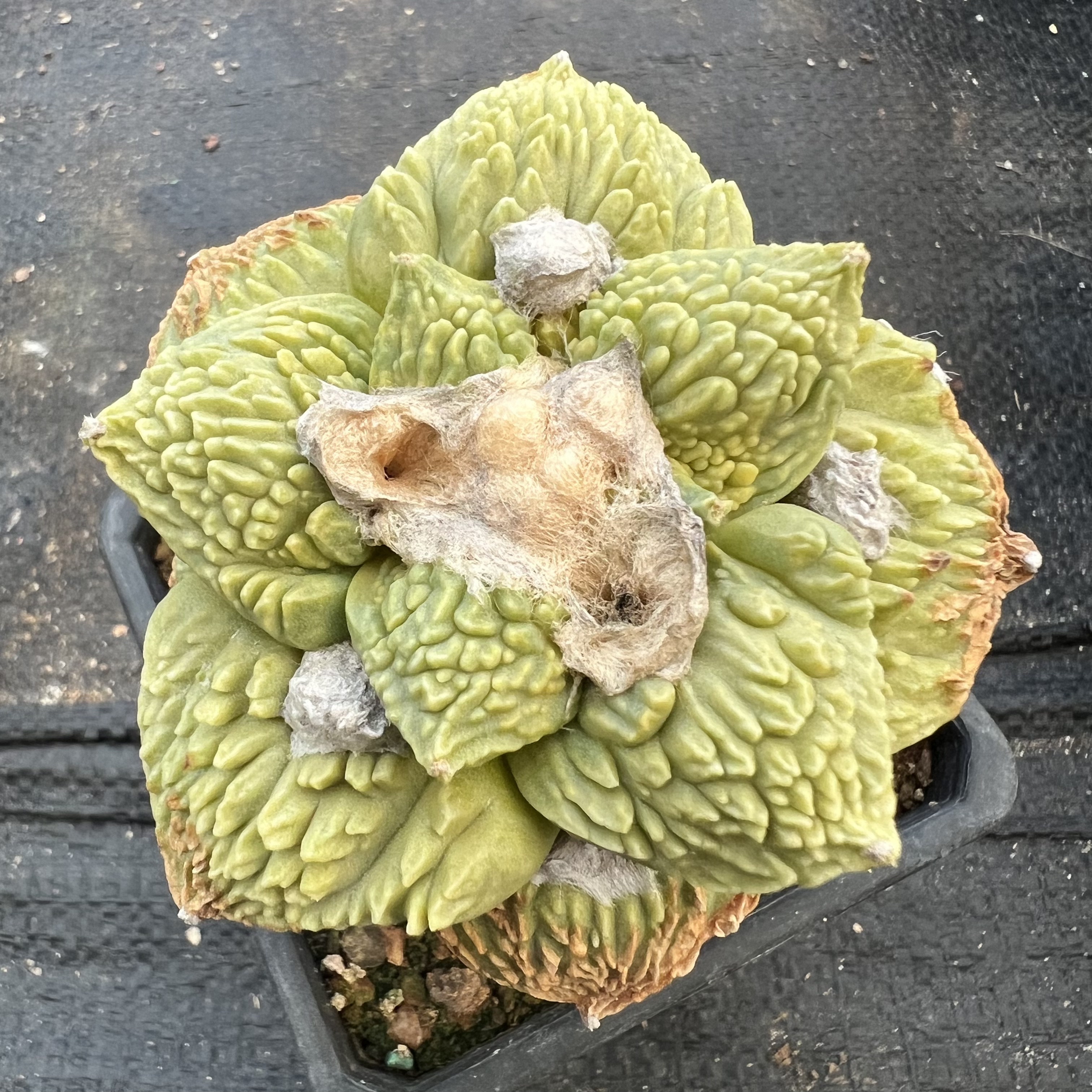 怒涛牡丹锦嫁接防辐射仙人球块根多肉植物绿植盆栽花卉