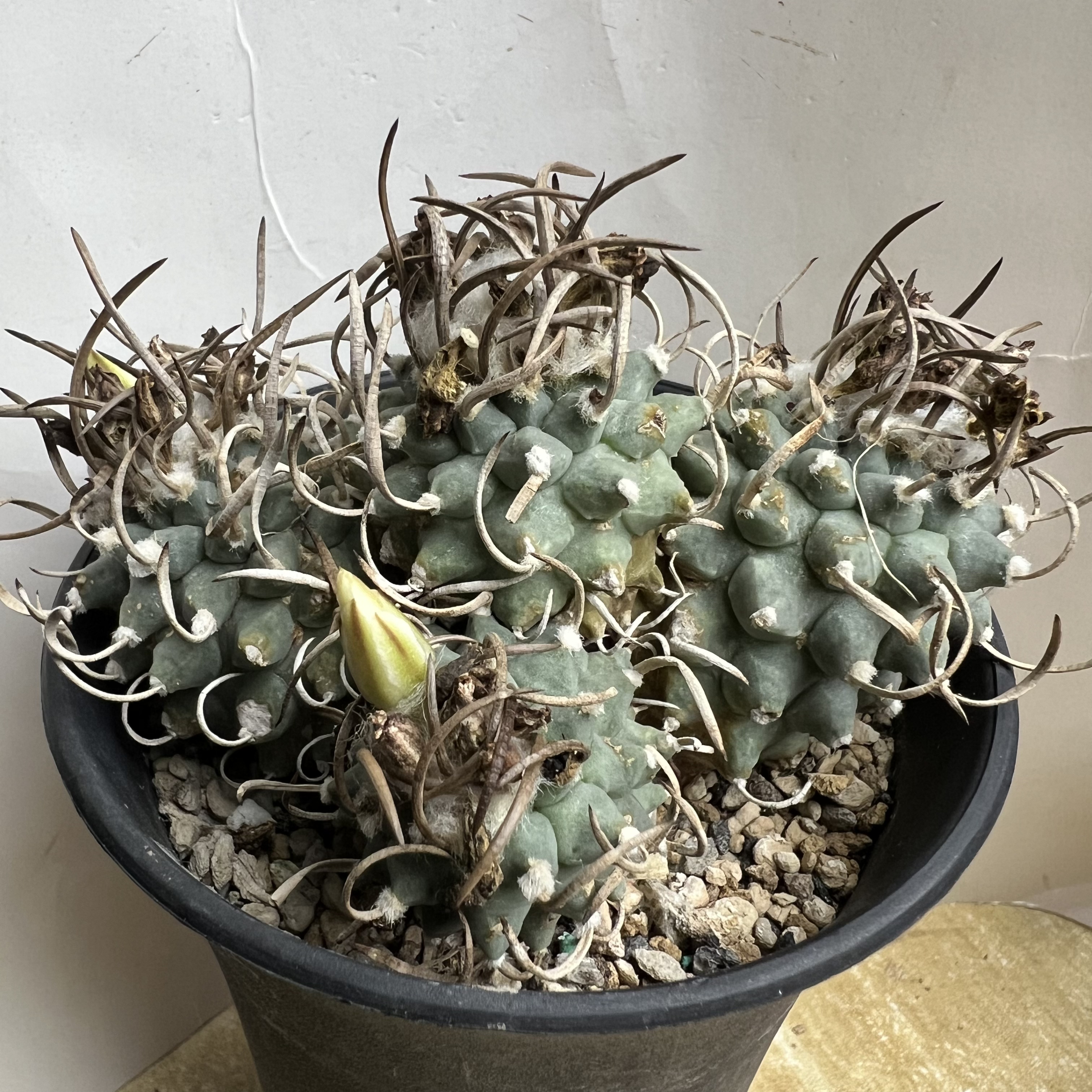 老娇丽群自根防辐射仙人球块根多肉植物绿植盆栽花卉