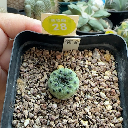 13实生苹果绿丽丸1.8cm