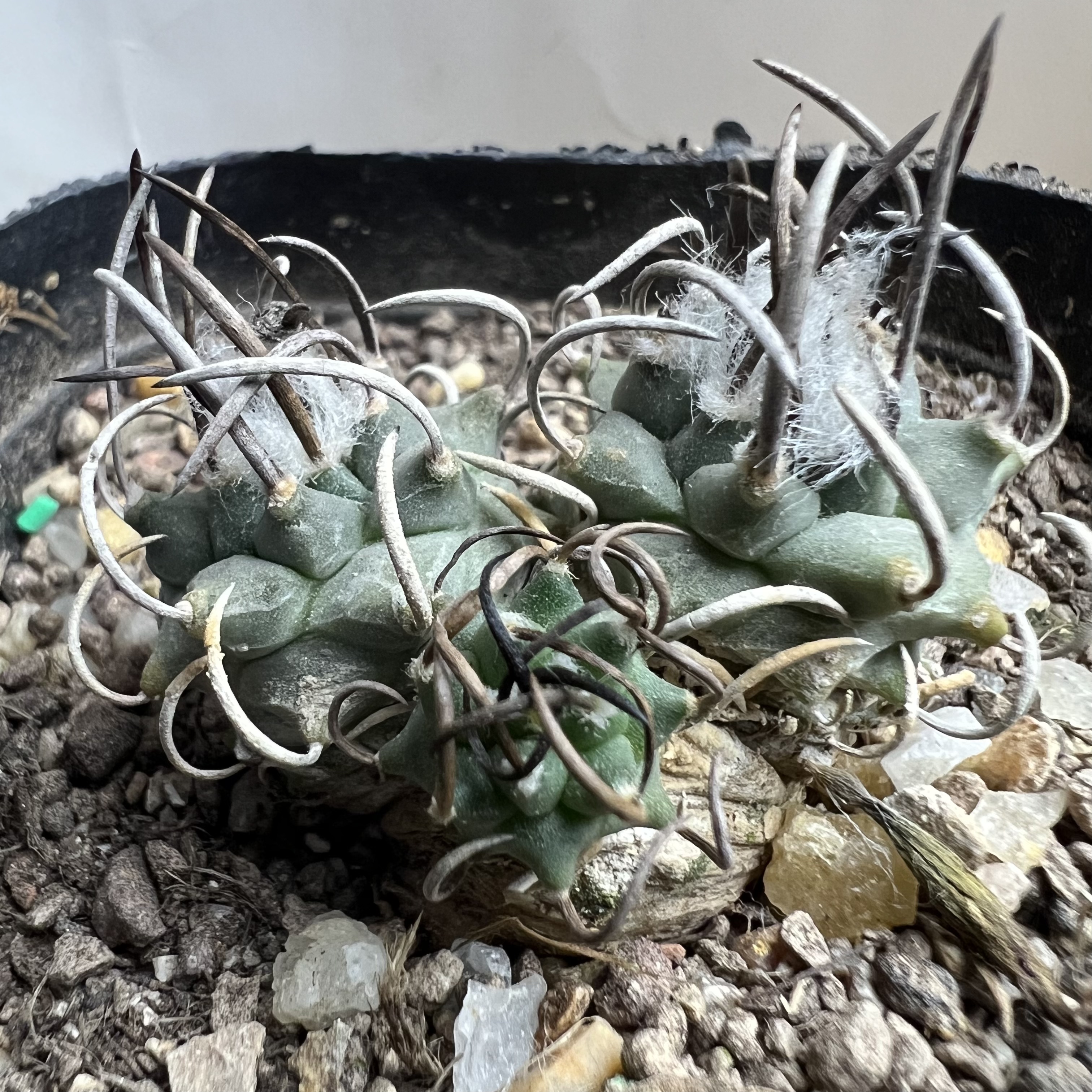升龙丸娇丽群实生防辐射仙人球块根多肉植物绿植盆栽花卉