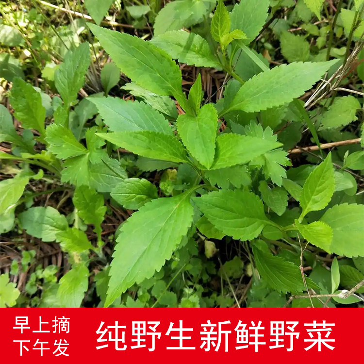新鲜野生苦菜 野菜 春菜 新鲜其它
