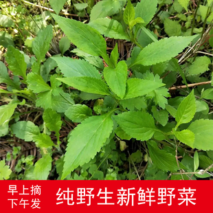 新鲜野生苦菜 野菜 春菜 新鲜农家时令蔬菜 苦菜干 新鲜现摘现发