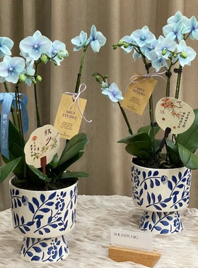 青花瓷蝴蝶兰花盆套盆高档中国风室内复古装饰瓷器花瓶绿植花卉