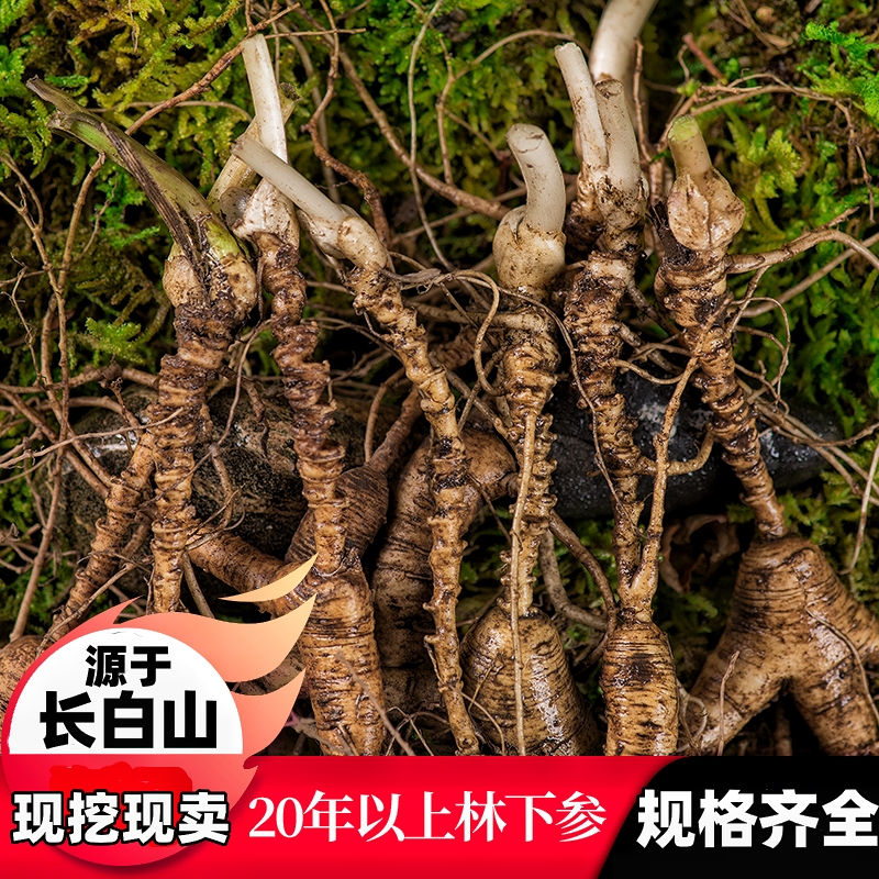 新鲜林下参18--24年东北特产高龄参泡酒叁鲜人参长白山人参山参