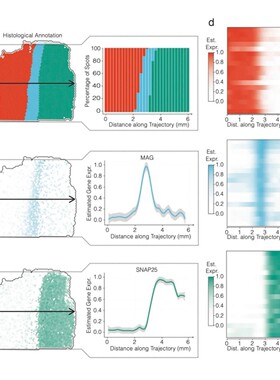 LEfSe分析微生物组差异物种生信绘图