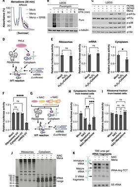 基因家族 WGD 图结构启动子分析生信服务