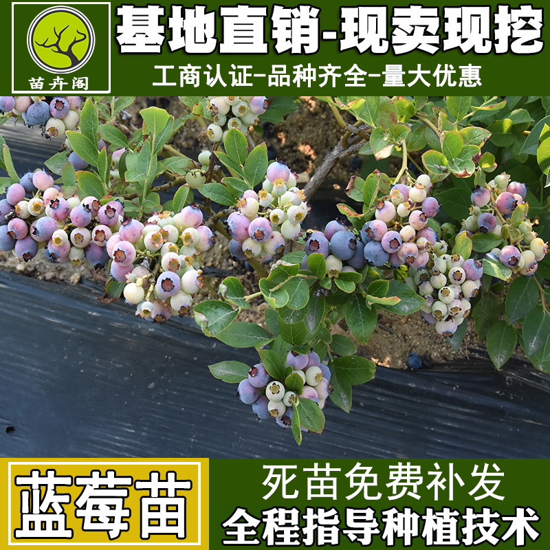 蓝莓树苗盆栽地栽南方北方种植当年结果四季水果树特大蓝莓树果苗