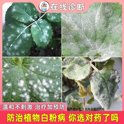 家用玫瑰青瓜绣球杀菌白粉病