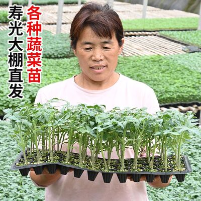 其他蔬菜苗幼蔬菜苗幼西红