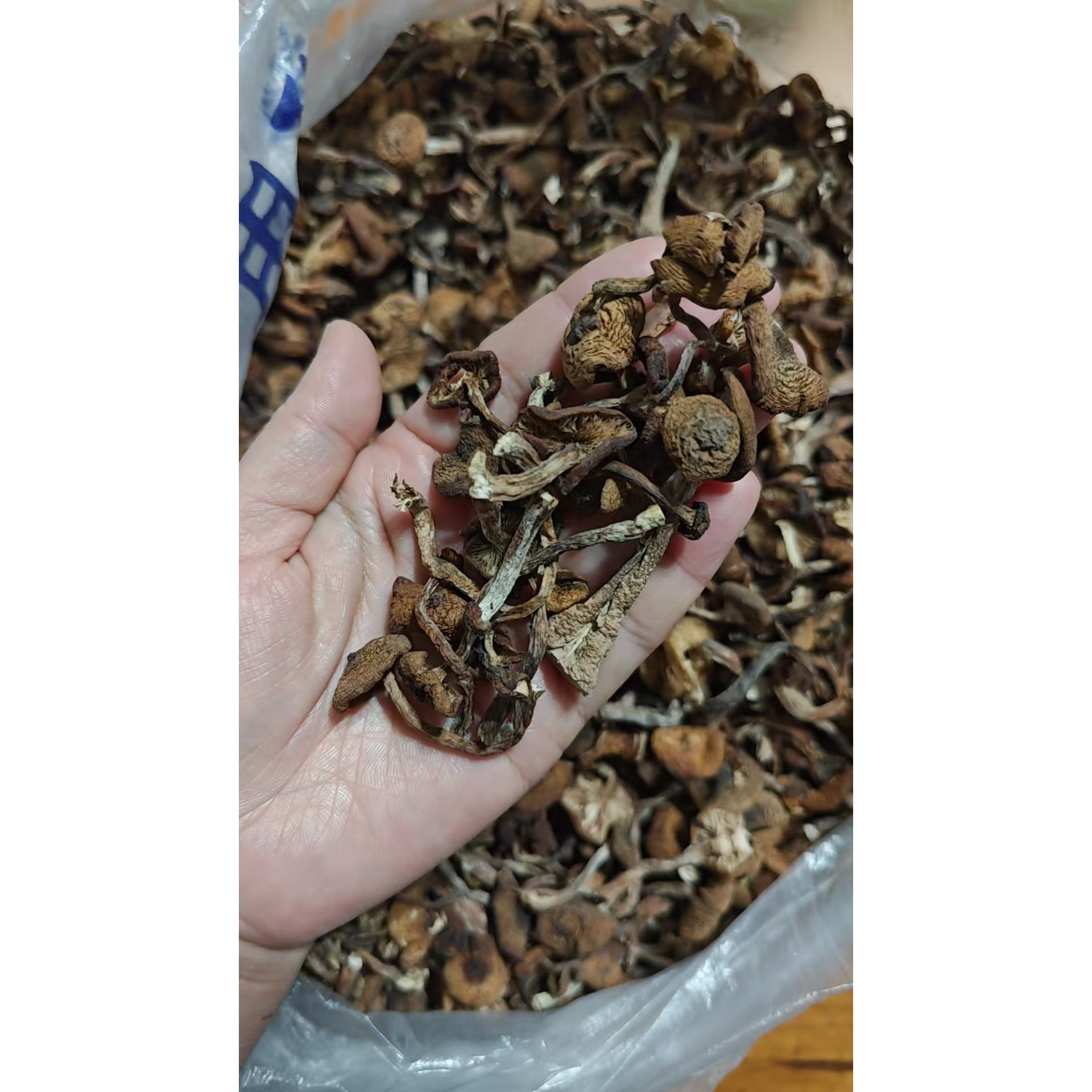 无沙剪根东北特产新货蘑菇500g黑龙江野生手选干货小鸡炖蘑菇
