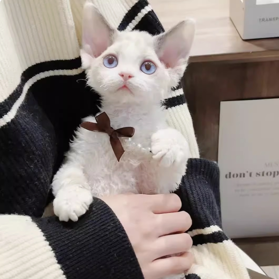 德文猫幼崽猫咪活体宠物德文猫小奶猫短毛猫纯种（实物挑选为准）