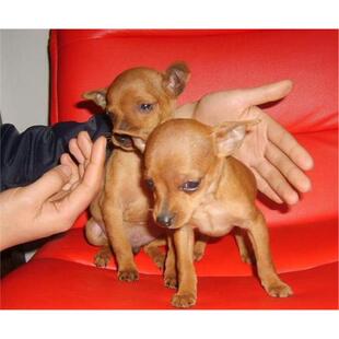 本地纯种小鹿幼犬棕色铁包金迷你小型犬不掉毛家养活体宠物狗