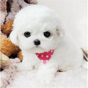 纯种比熊幼犬活体真狗比熊犬泰迪犬小型犬茶杯犬博美犬白色宠物狗