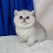 纯种银渐层幼猫活体宠物猫英国短毛猫银渐层英短银渐