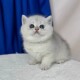 纯种银渐层幼猫活体宠物猫英国短毛猫银渐层英短银渐