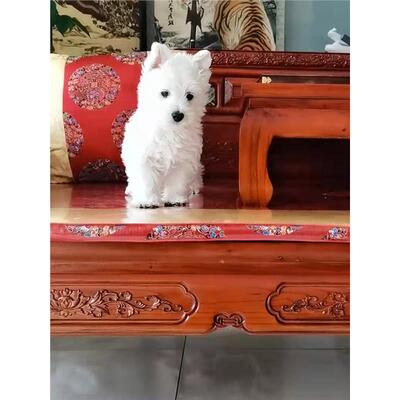 本地纯种西高地白梗幼犬西部高地白梗宠物狗活体小型家养狗狗