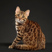 纯种孟加拉豹猫短毛猫幼崽空心玫瑰花纹宠物猫咪活体不掉毛幼