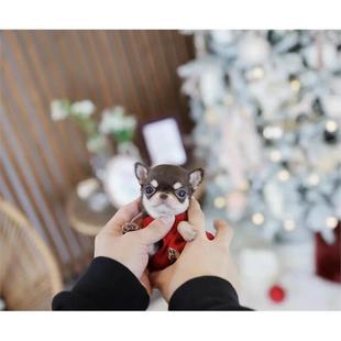 本地吉娃娃幼犬小型纯种黄白花铁包金黑白花小体长不大茶杯犬