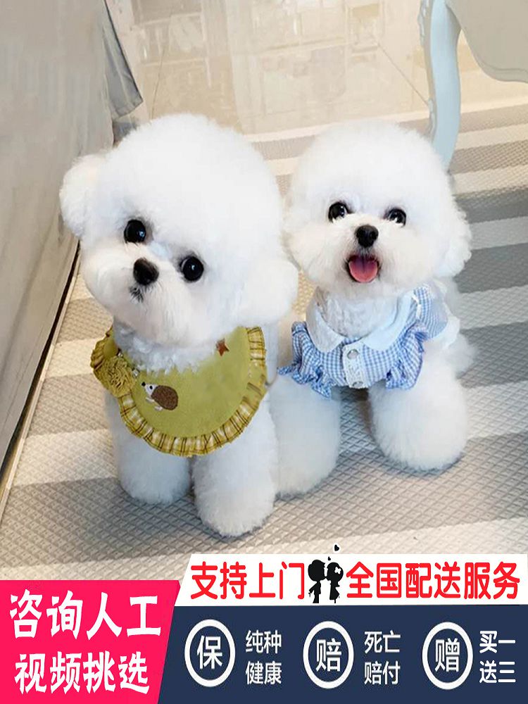 比熊幼犬迷你比熊法国卷毛不掉毛比熊幼犬活体小型比熊宠物狗