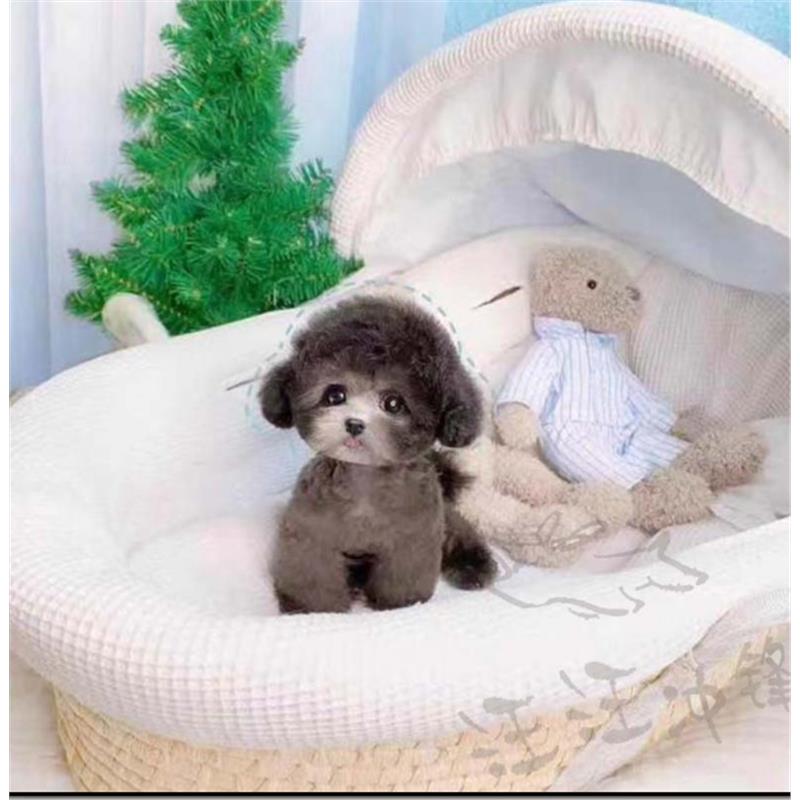 本地纯种泰迪幼犬茶杯犬灰泰迪贵宾犬香槟泰迪小型犬活体宠物