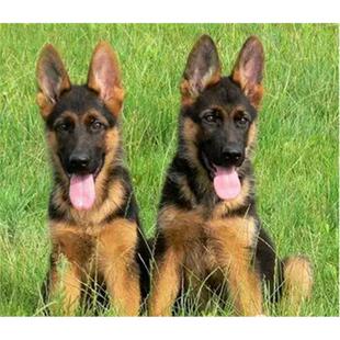 本地纯种德牧幼犬活体黑背弓背牧羊犬军犬警犬狼狗猎犬大型狗