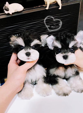 本地纯种雪纳瑞幼犬飞耳黑银椒盐白色米奇耳色迷你家养宠物狗