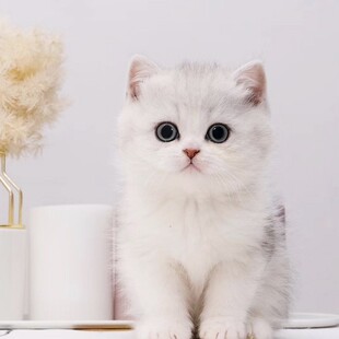 本地纯种银渐层幼猫活体英国短毛猫矮脚银点大包子脸宠物猫咪